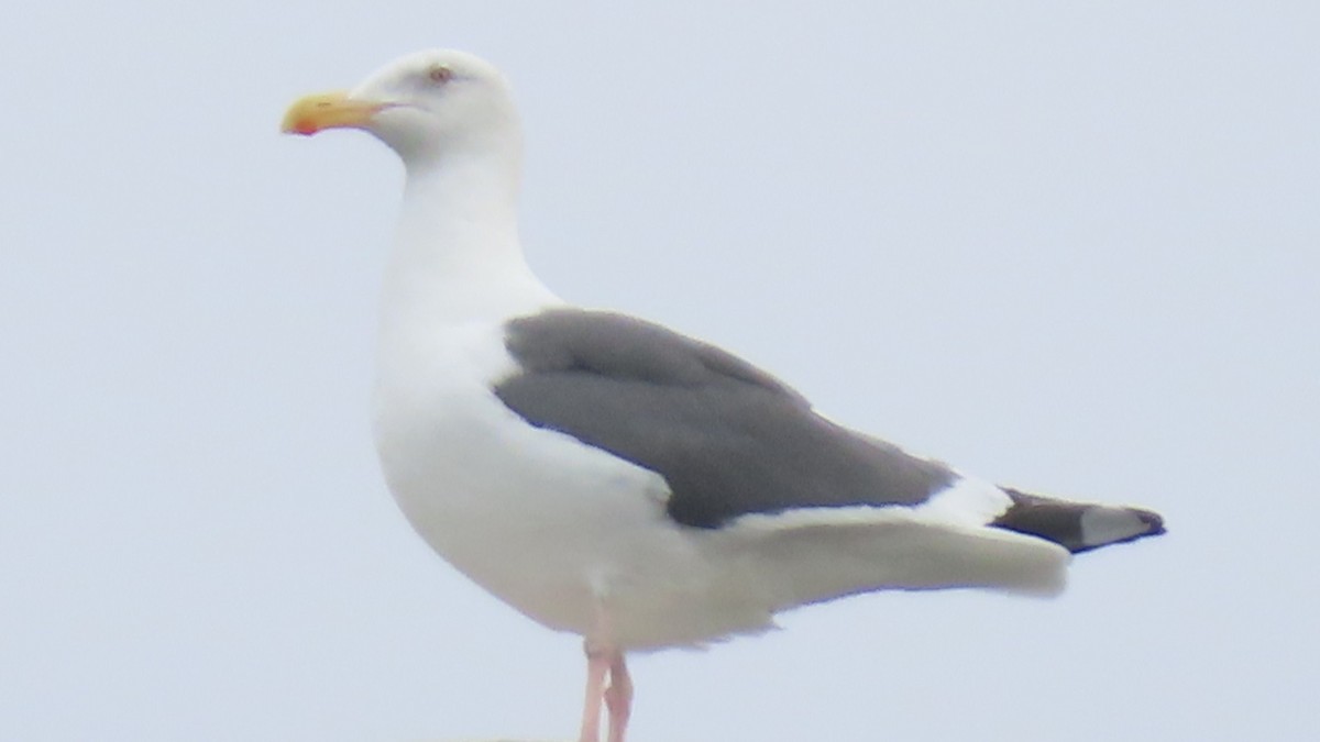 アメリカオオセグロカモメ - ML645700589