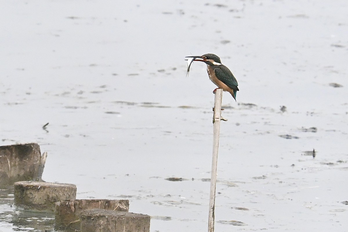 Common Kingfisher - ML645700592