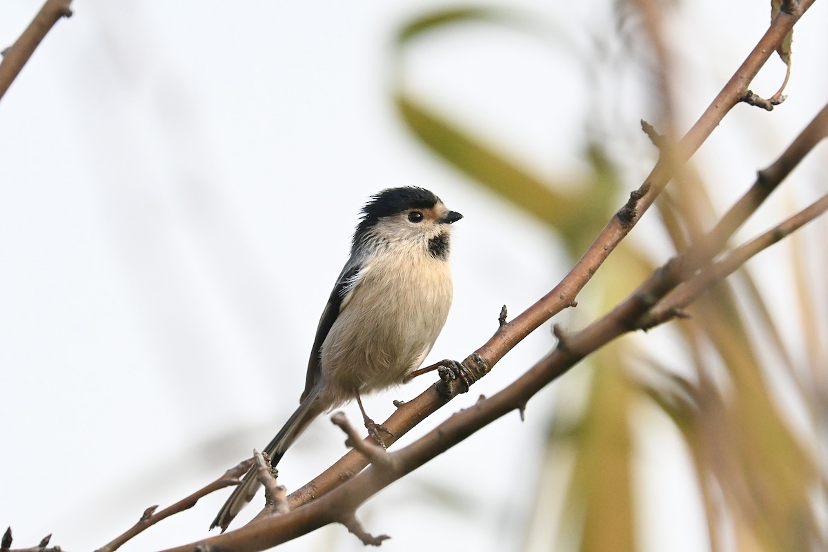 Silver-throated Tit - ML645700594