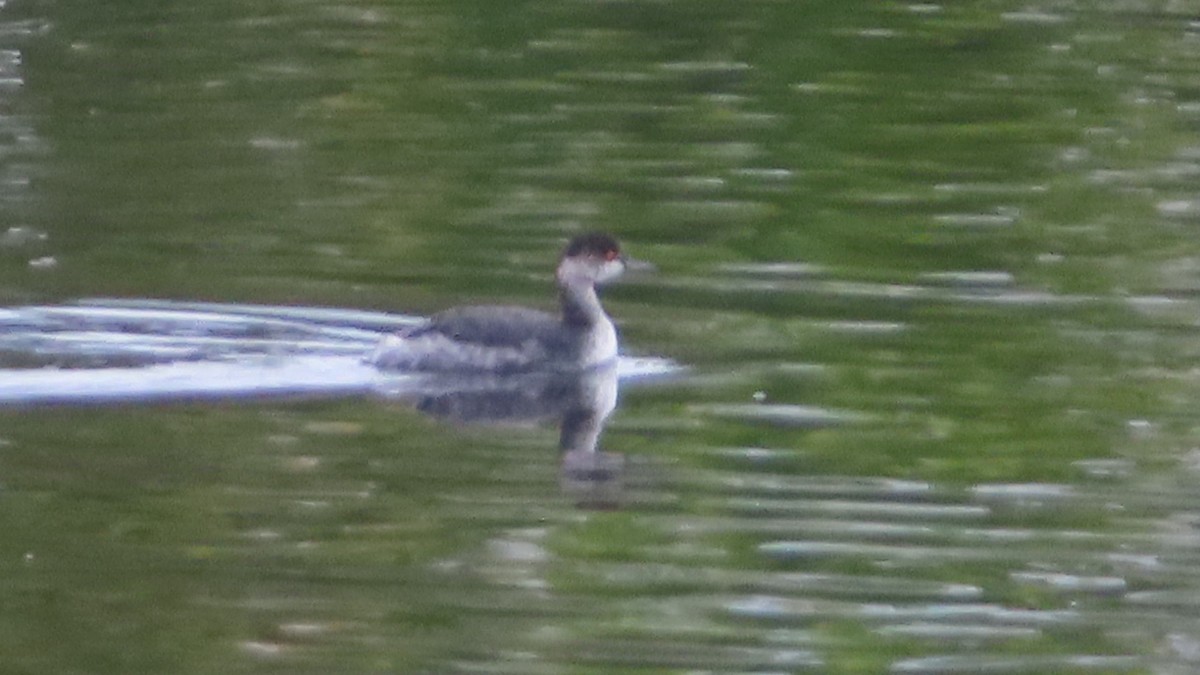 Eared Grebe - ML645700595