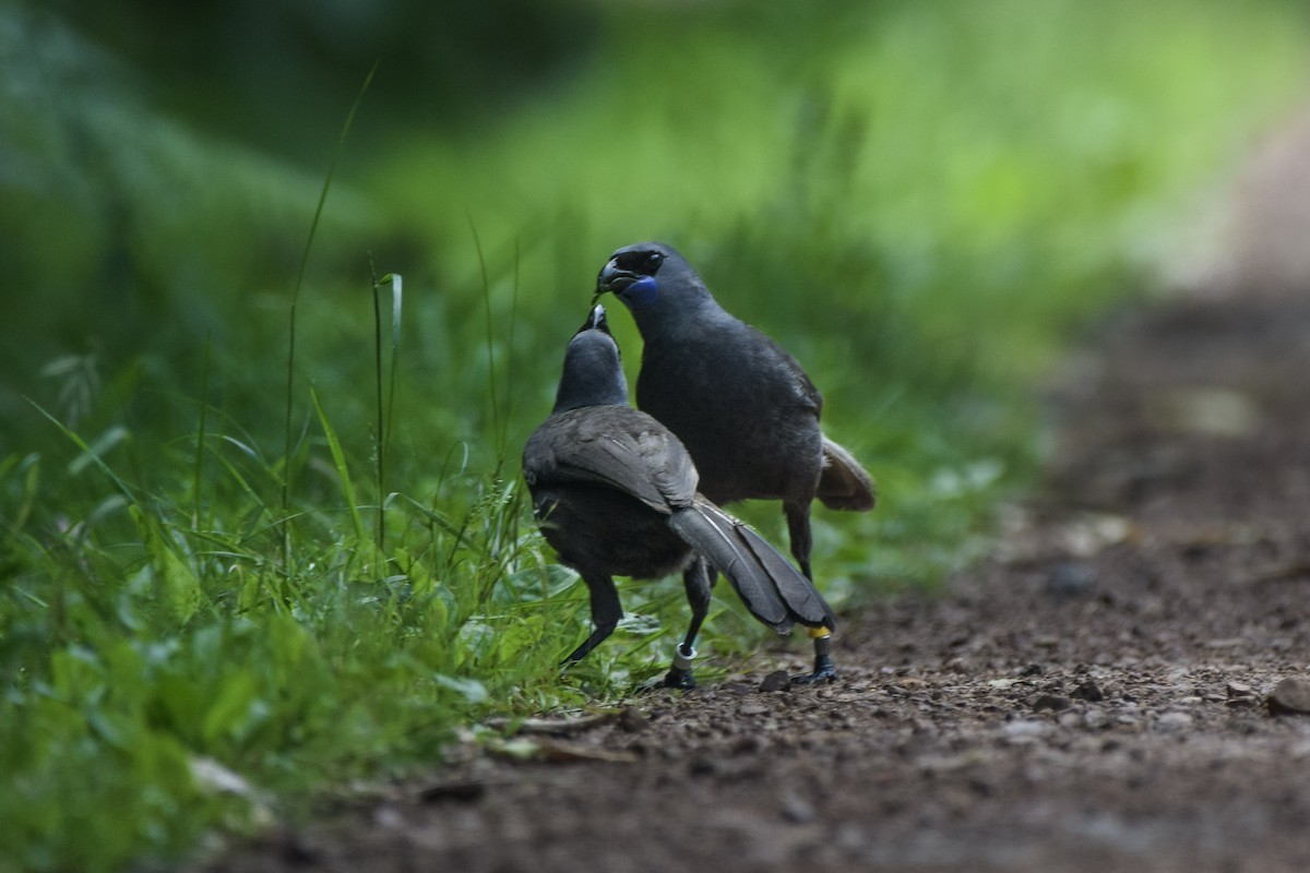 North Island Kokako - ML645700598