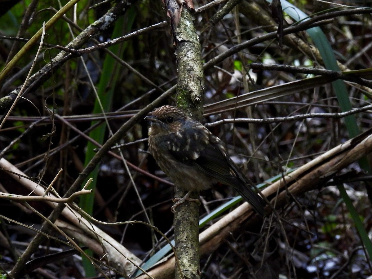 Eastern Yellow Robin - ML645700608