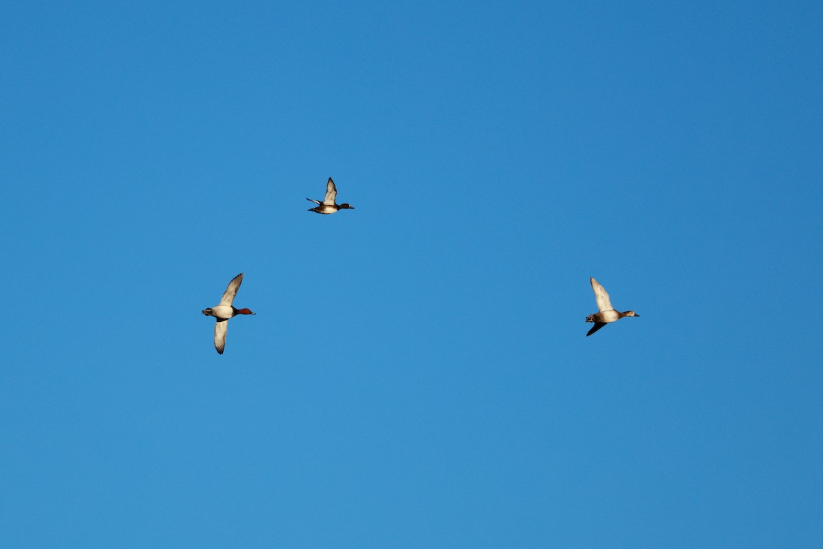 Greater Scaup - ML645700610
