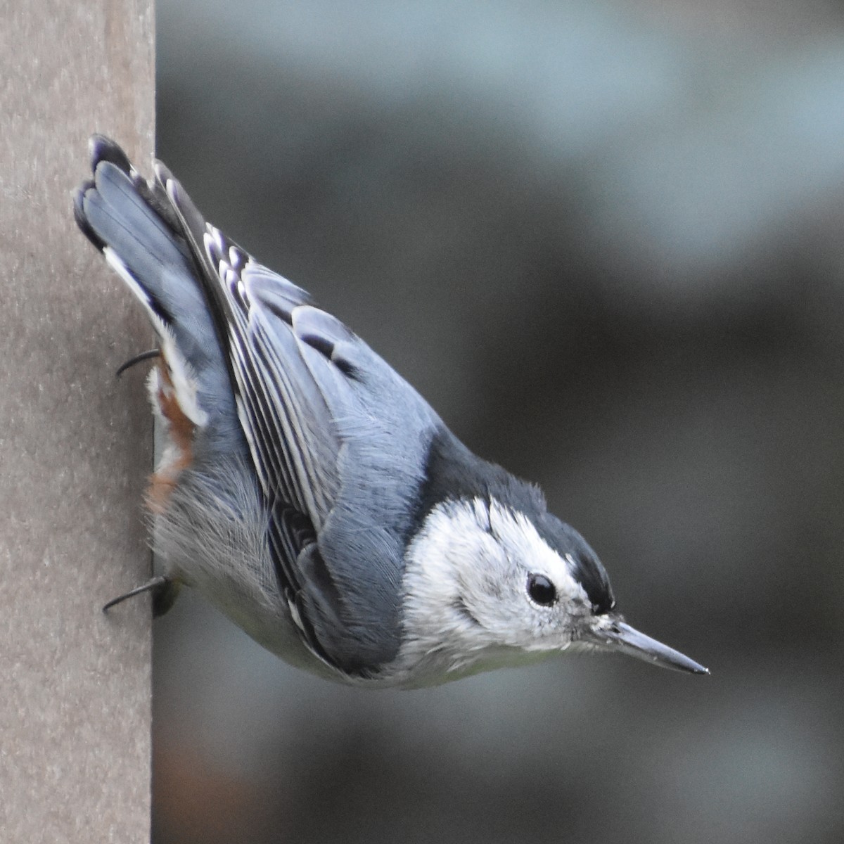 White-breasted Nuthatch - ML645700611