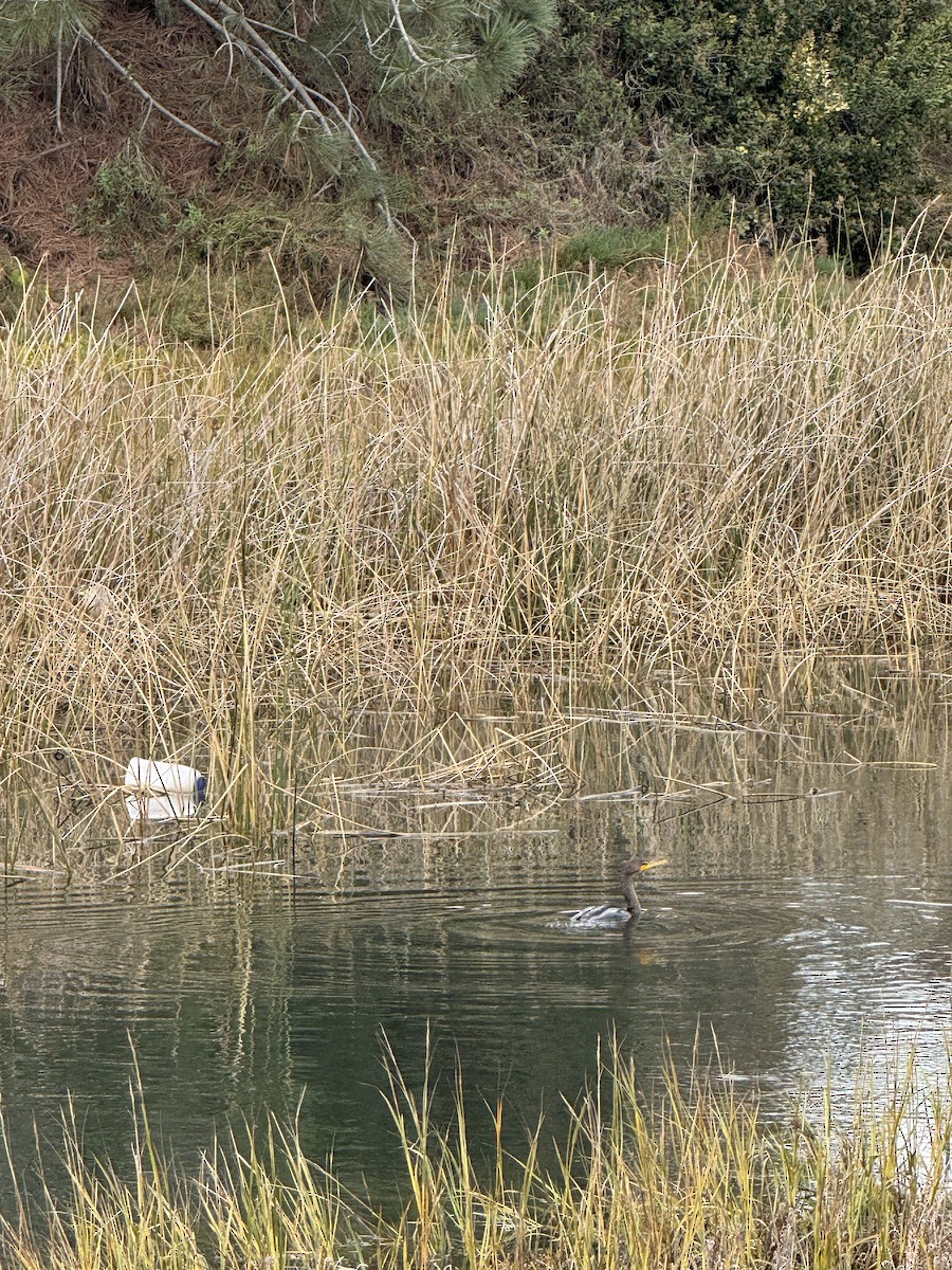 Double-crested Cormorant - ML645700612