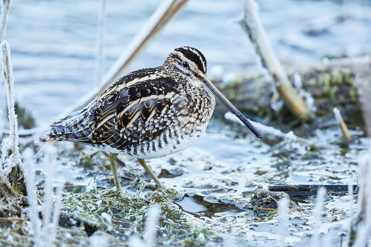 Common Snipe - ML645700613