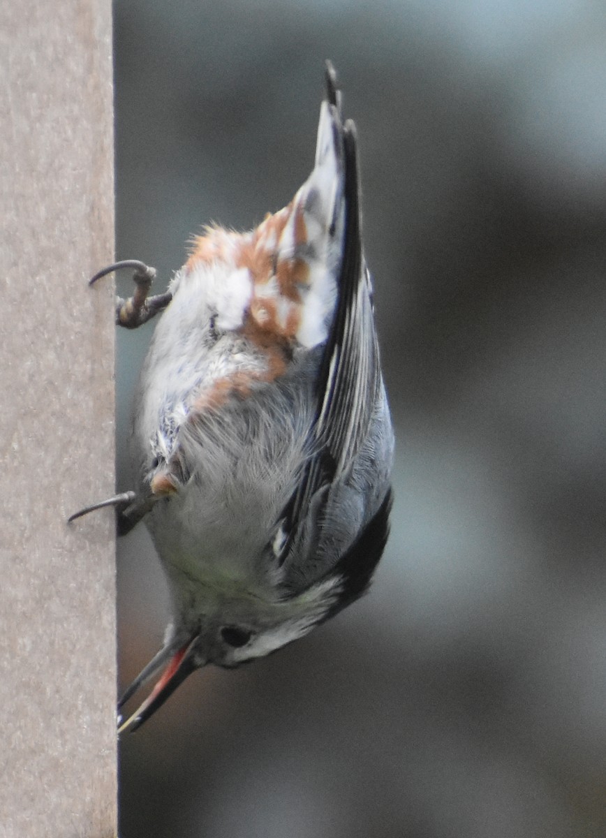 White-breasted Nuthatch - ML645700615
