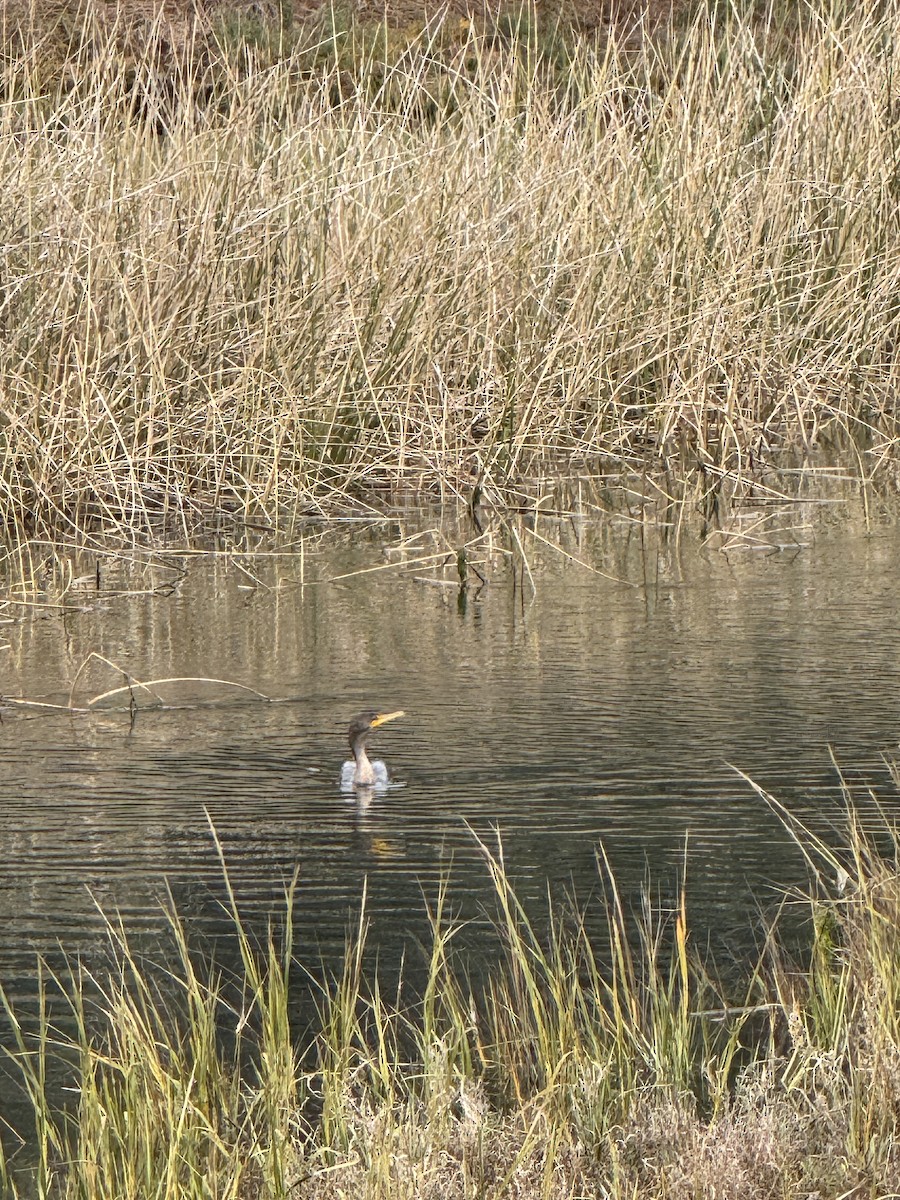 Double-crested Cormorant - ML645700616