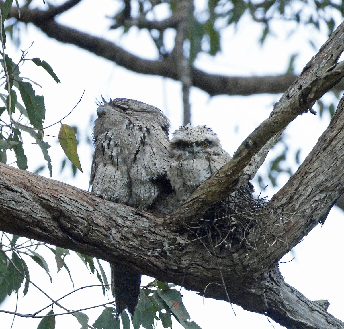 Tawny Frogmouth - ML645700617