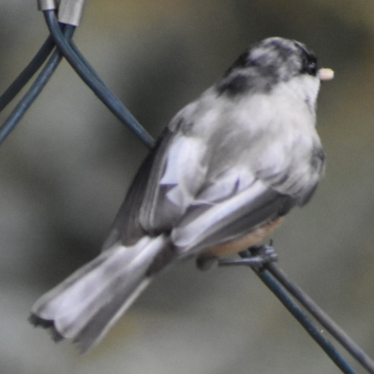 Black-capped Chickadee - ML645700618