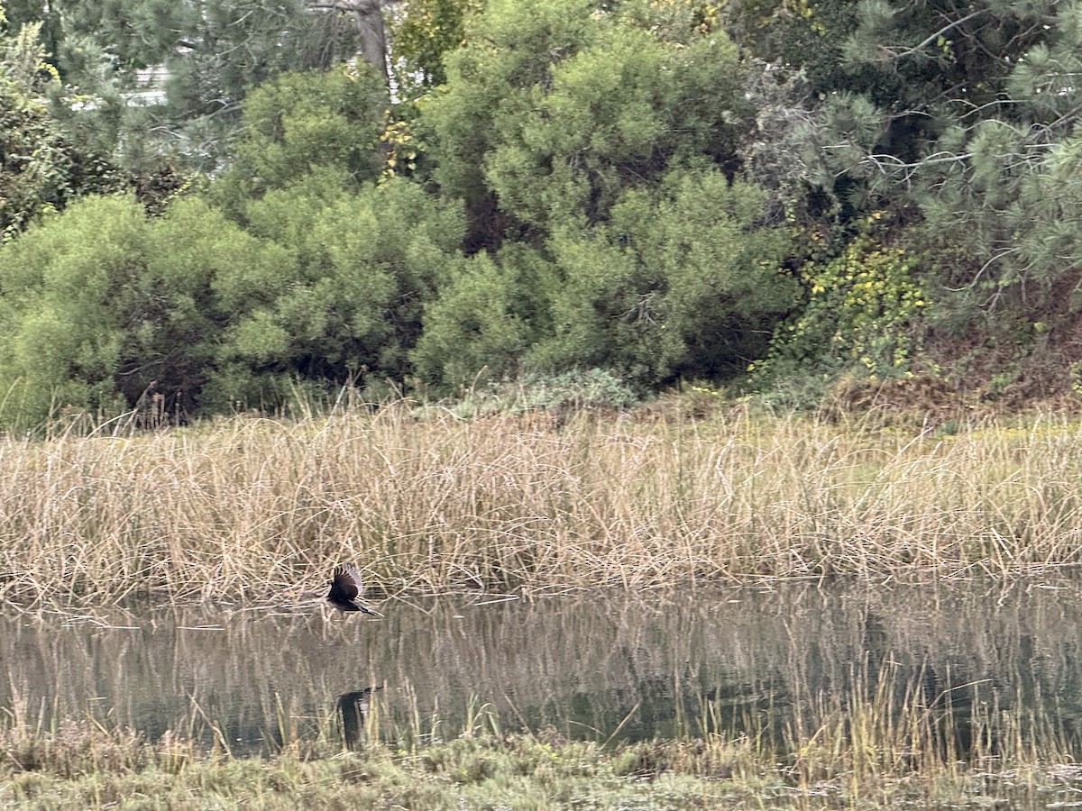 Double-crested Cormorant - ML645700619