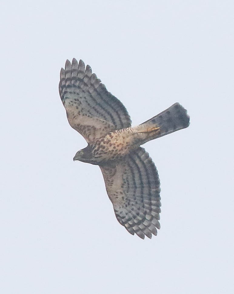 Crested Goshawk - ML645700620