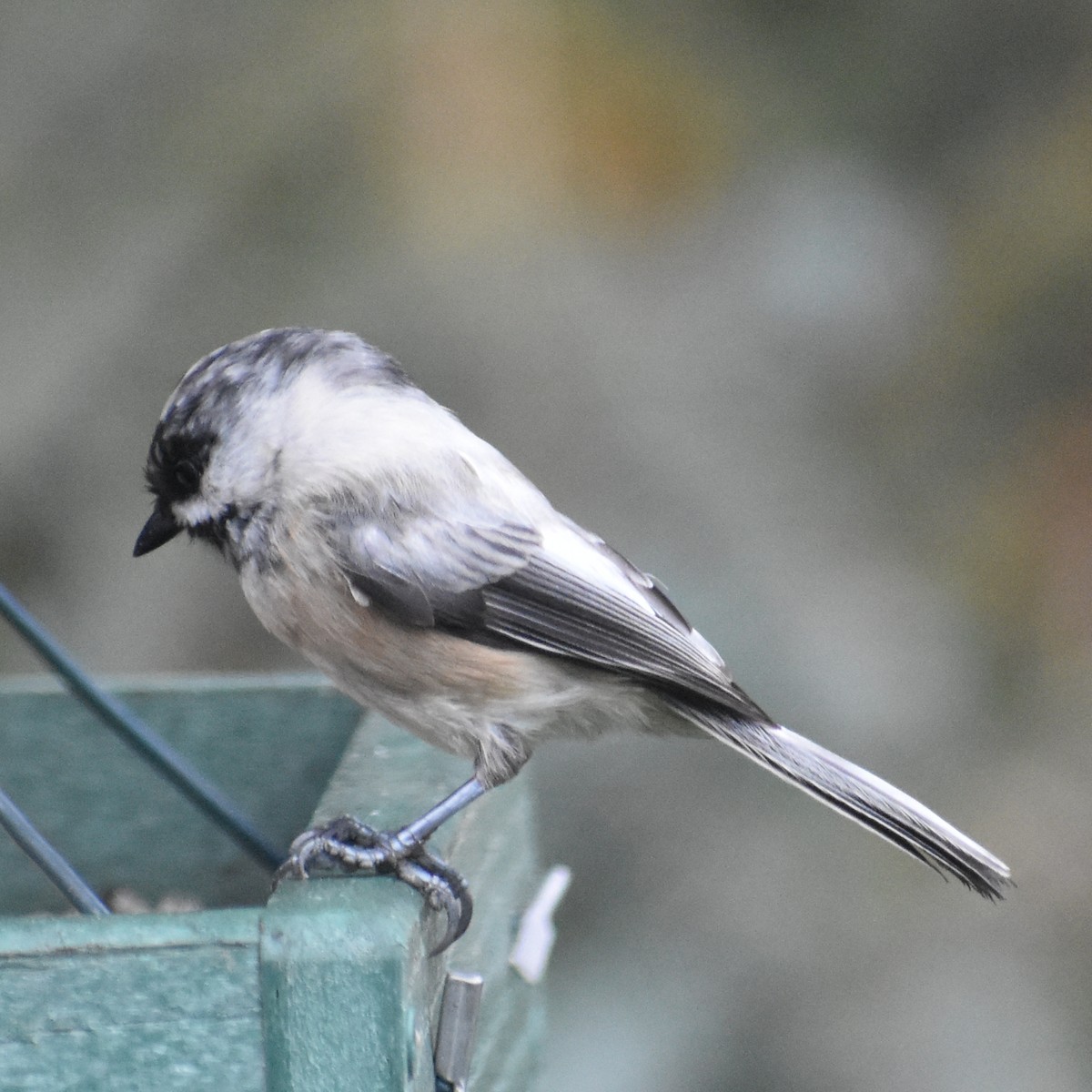 Black-capped Chickadee - ML645700621