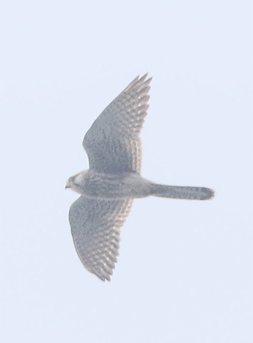 Japanese Sparrowhawk - ML645700622