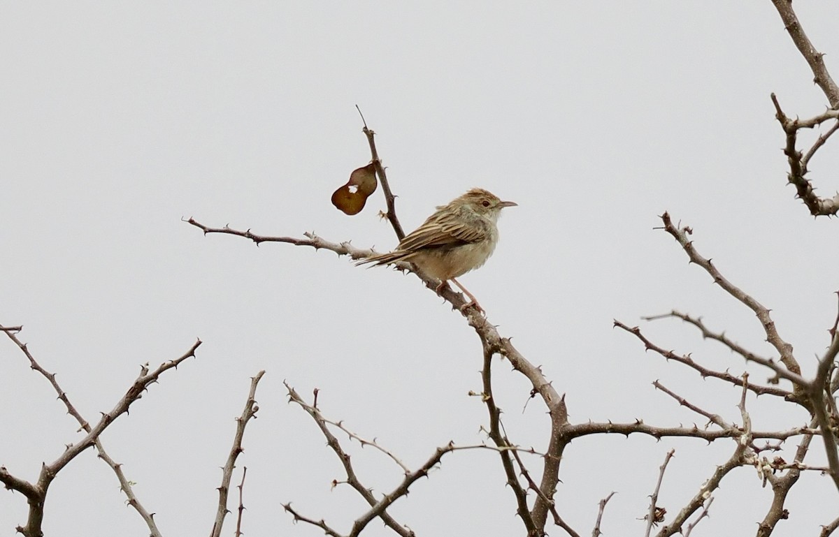 Rattling Cisticola - ML645700624