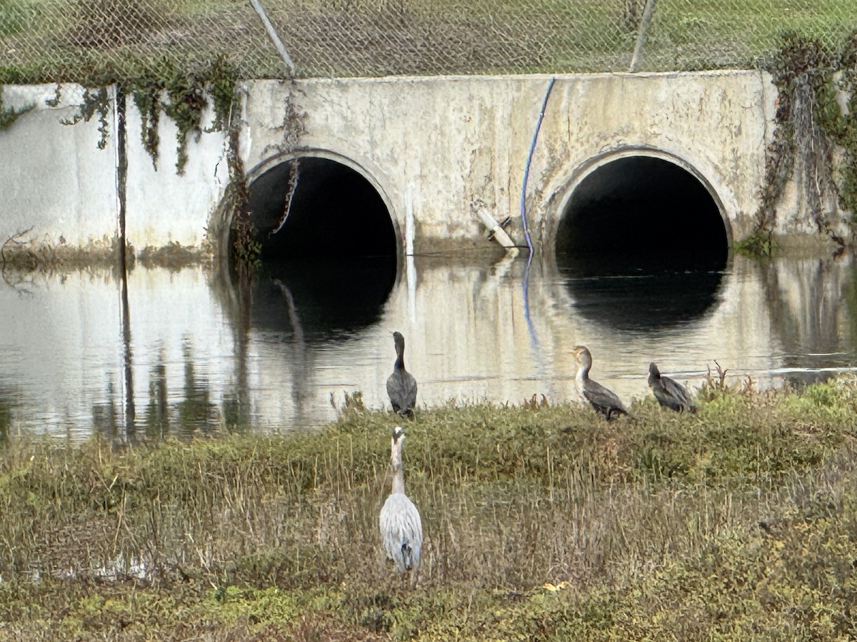Double-crested Cormorant - ML645700629