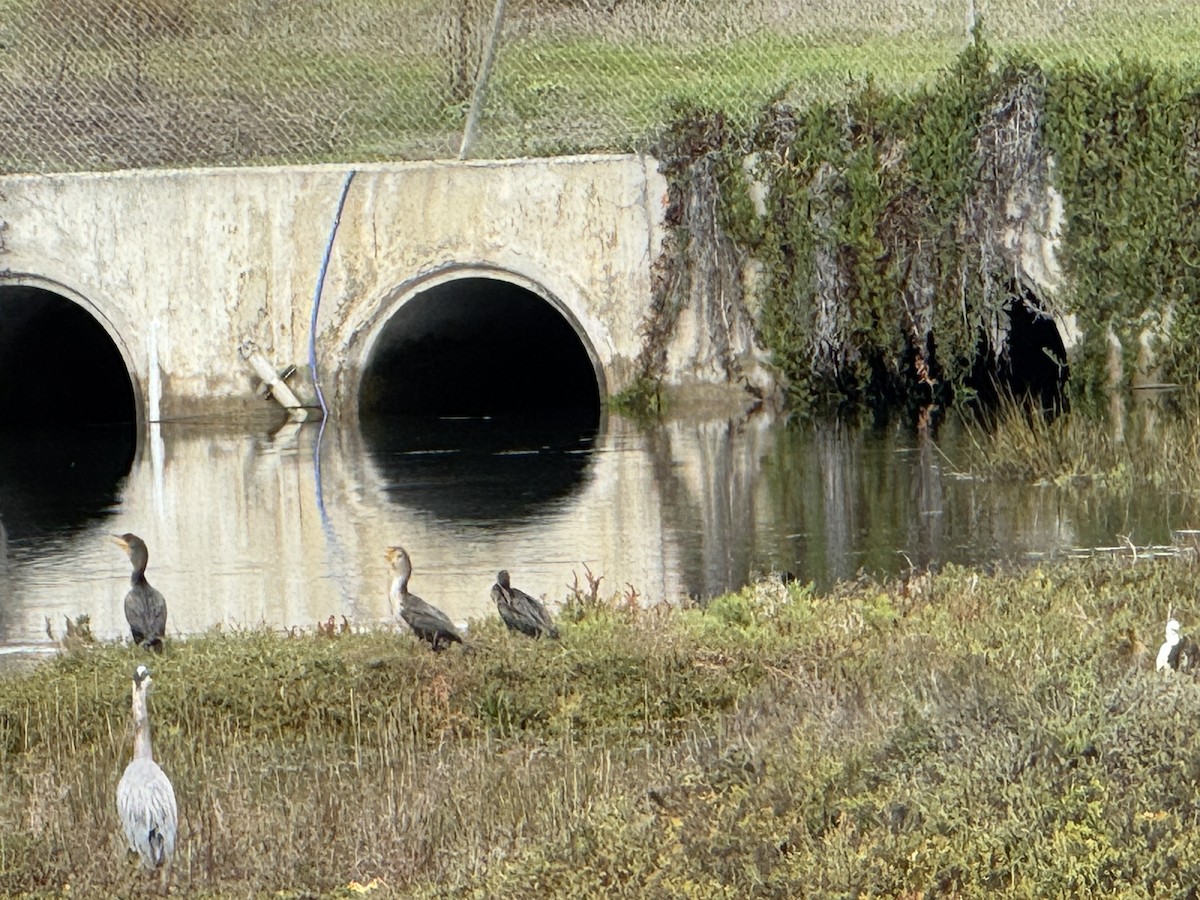 Double-crested Cormorant - ML645700630
