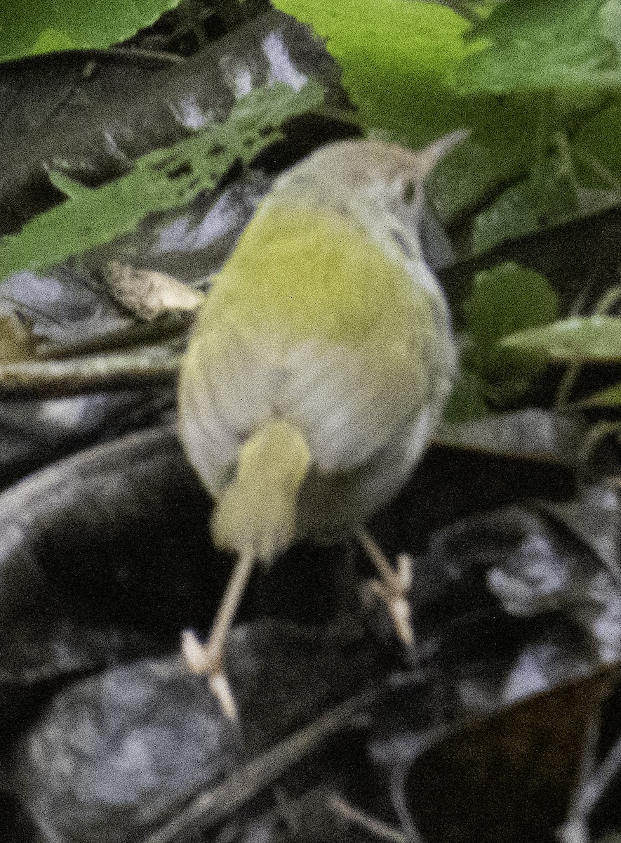 Common Tailorbird - ML645700631