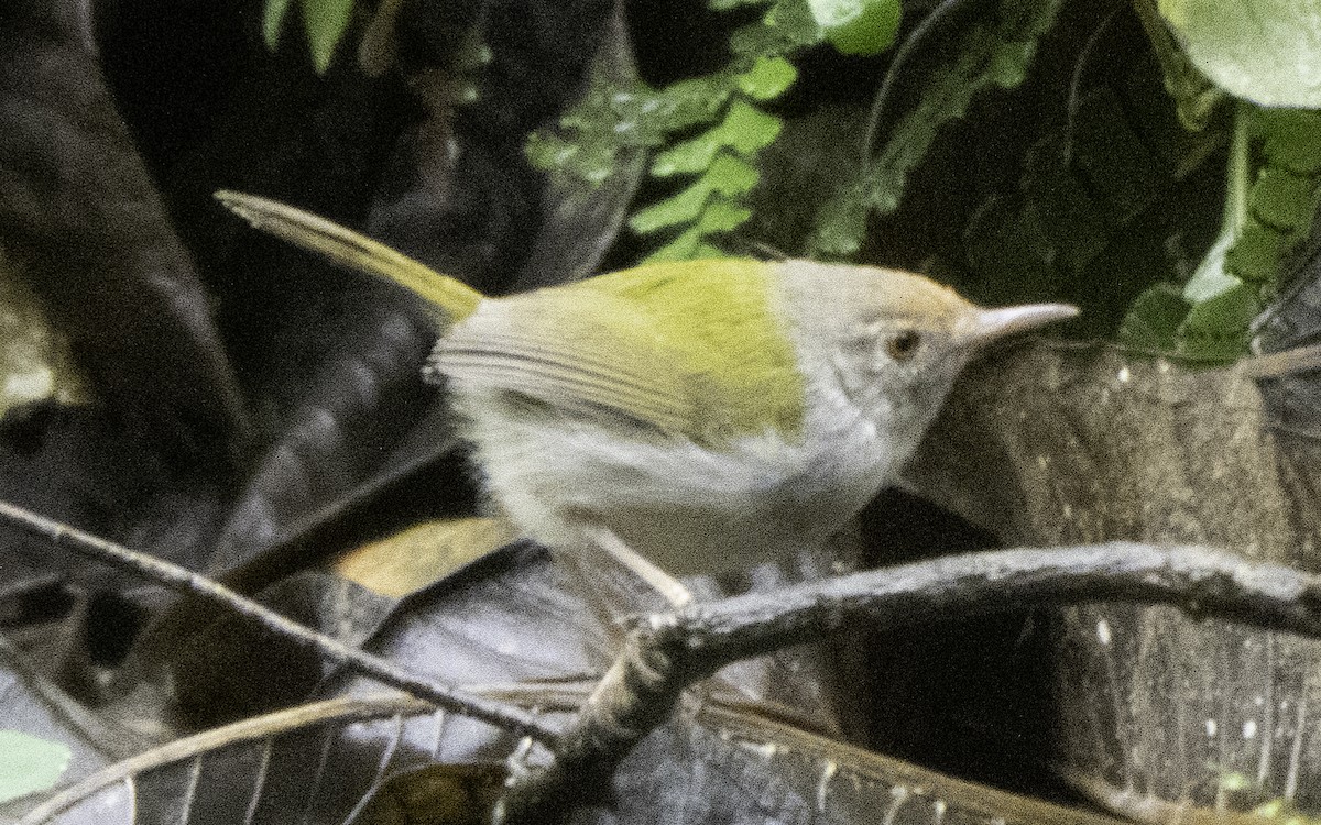 Common Tailorbird - ML645700632