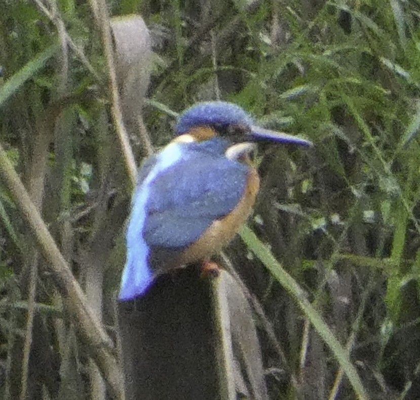 Common Kingfisher - ML645700634