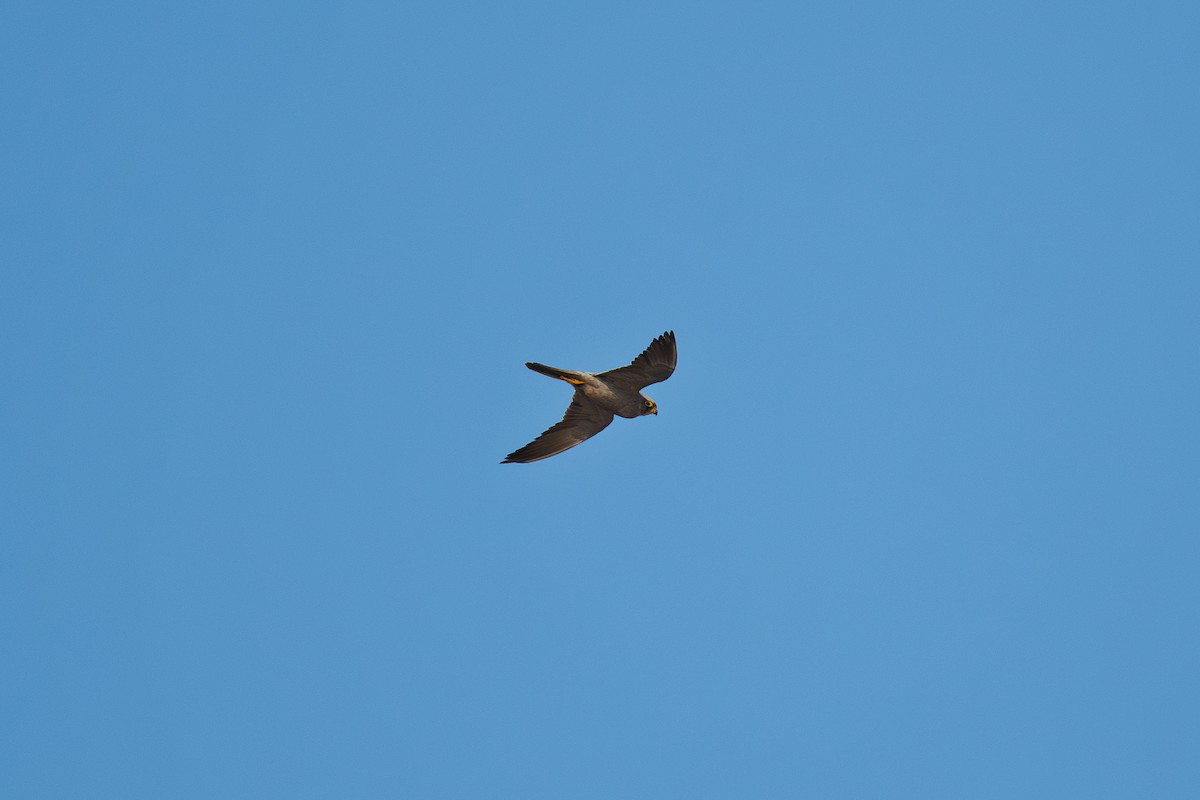 ウスズミハヤブサ - ML645700639