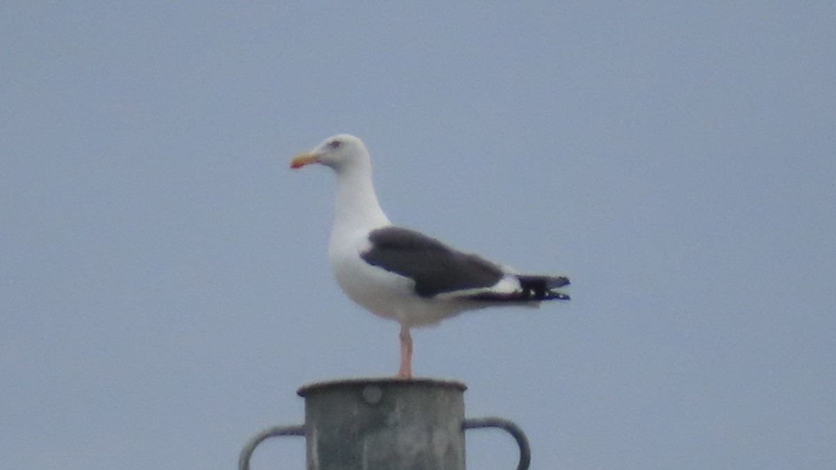 アメリカオオセグロカモメ - ML645700643