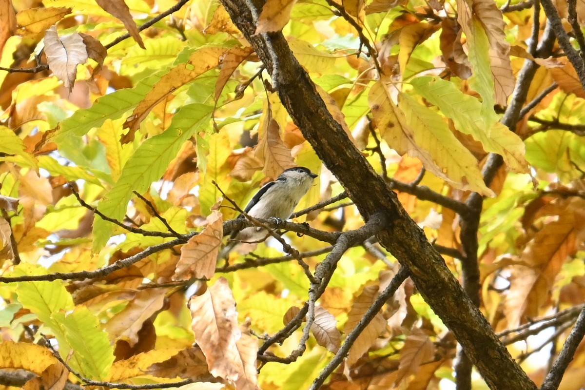 stjertmeis - ML645700645