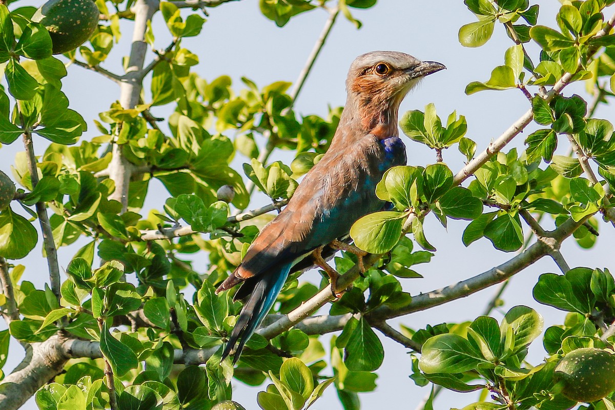 チャガシラニシブッポウソウ - ML645700646