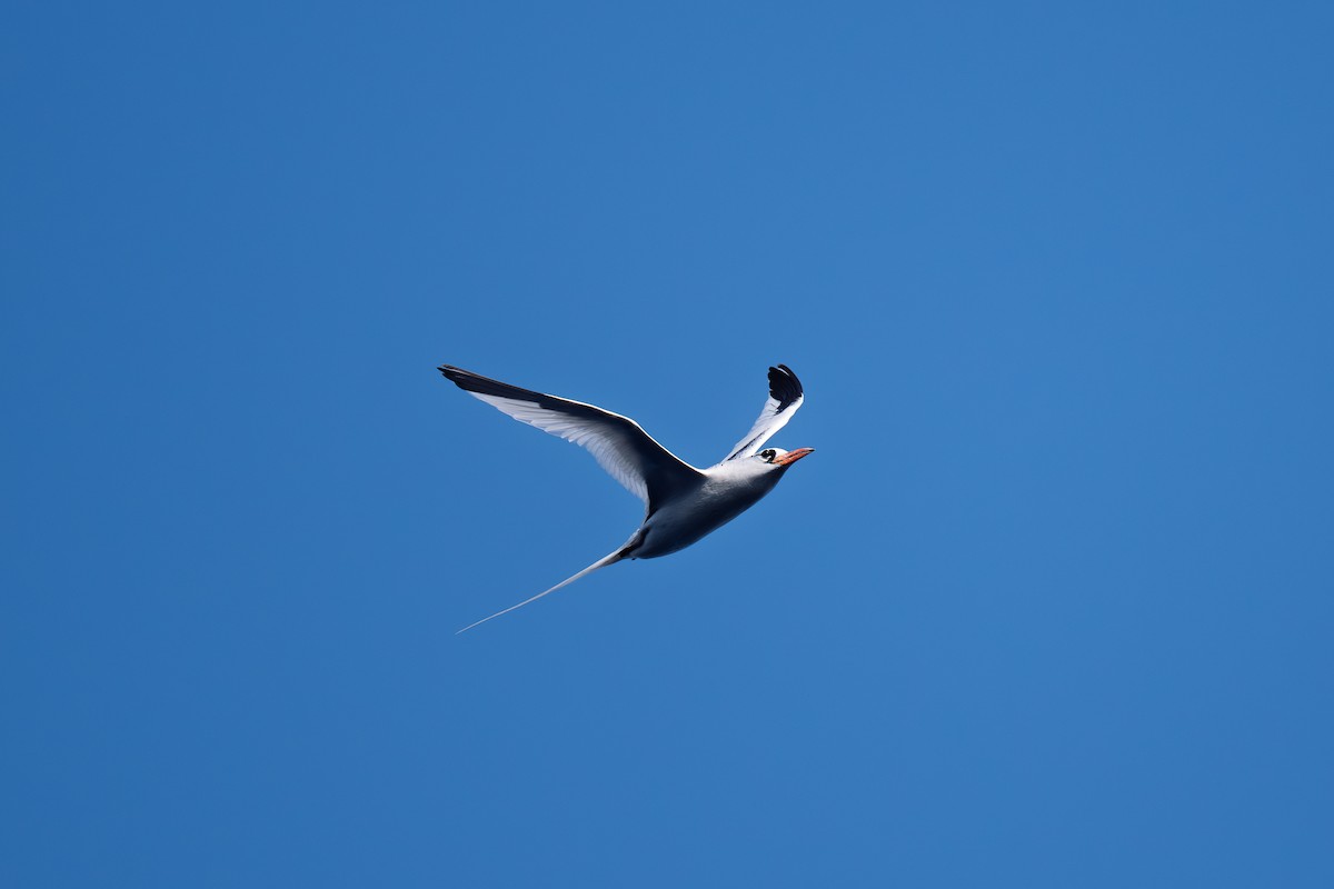 Red-billed Tropicbird - ML645700652