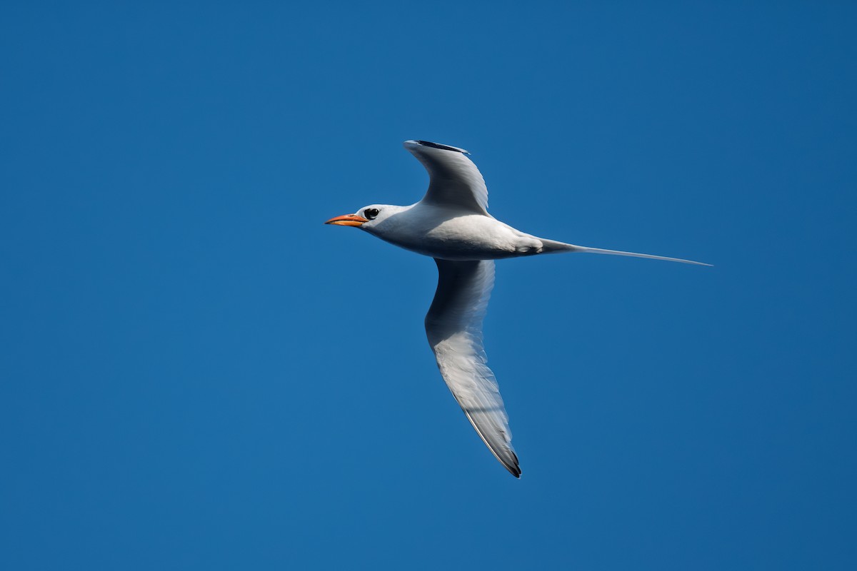 Red-billed Tropicbird - ML645700653