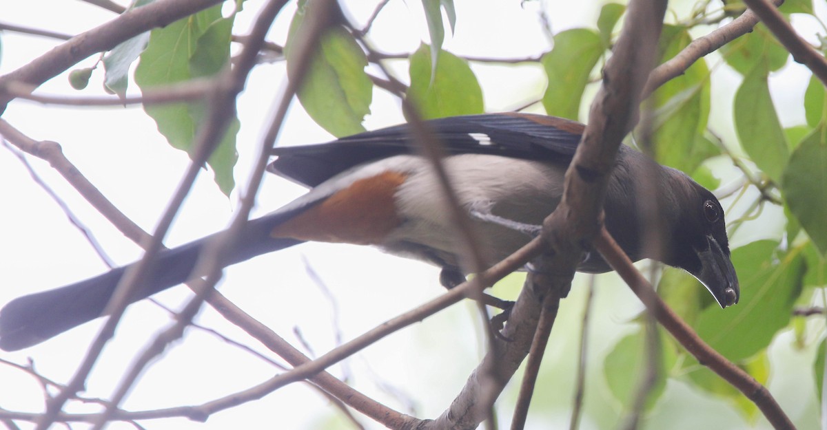 Gray Treepie - ML645700655