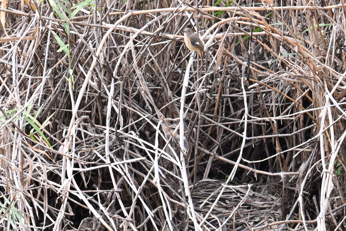 aurorarødstjert - ML645700671