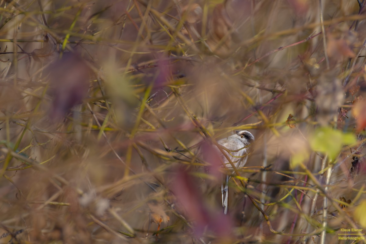 Long-tailed Tit - ML645700675