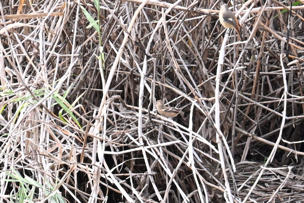 langstjertfink - ML645700682