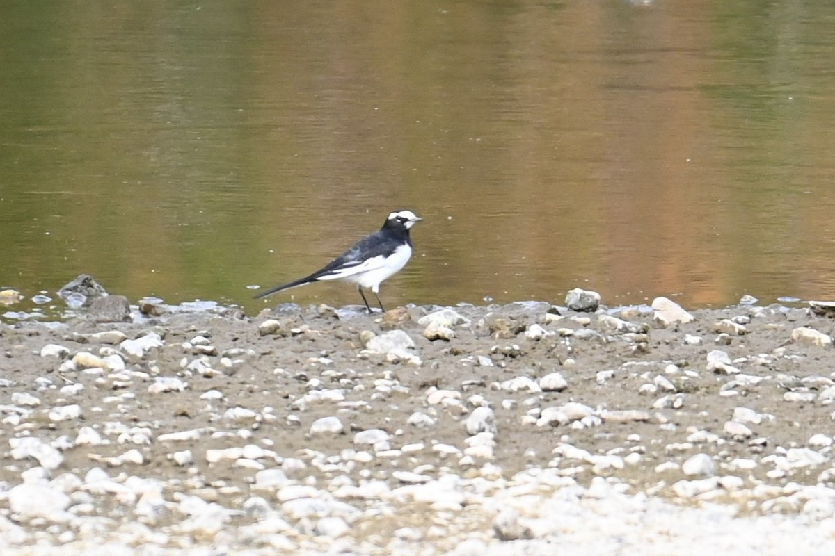 japanerle - ML645700692