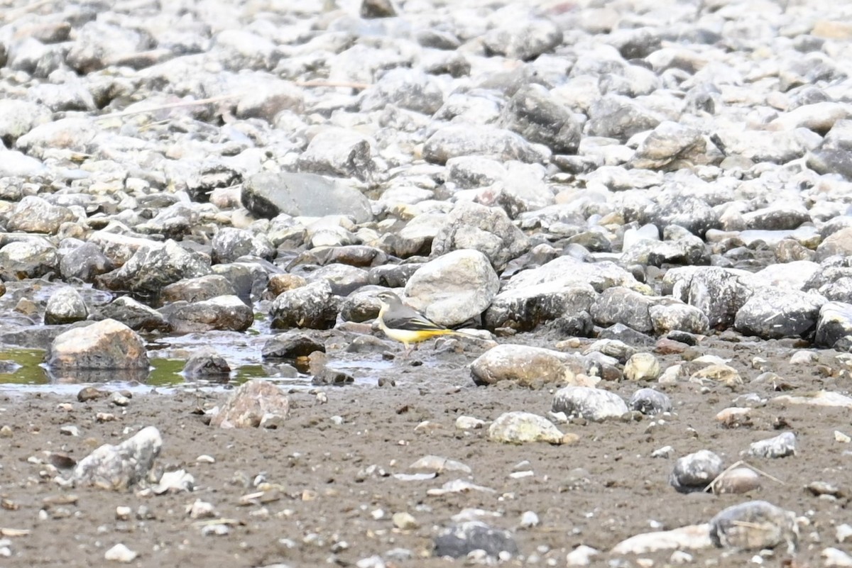 vintererle - ML645700705