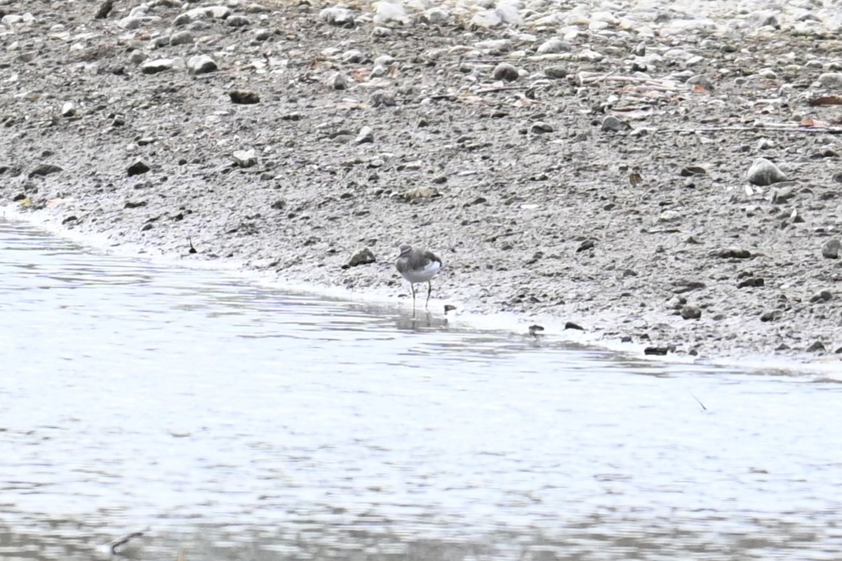 skogsnipe - ML645700712