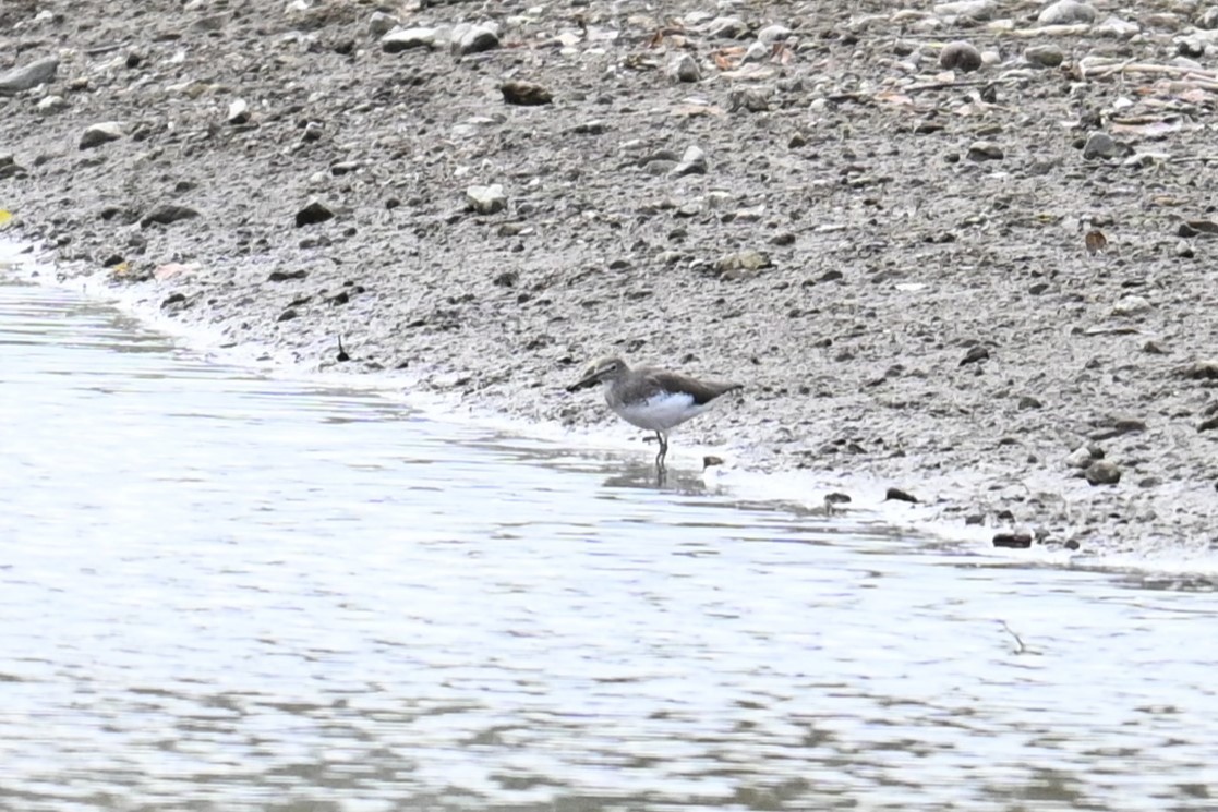 skogsnipe - ML645700718