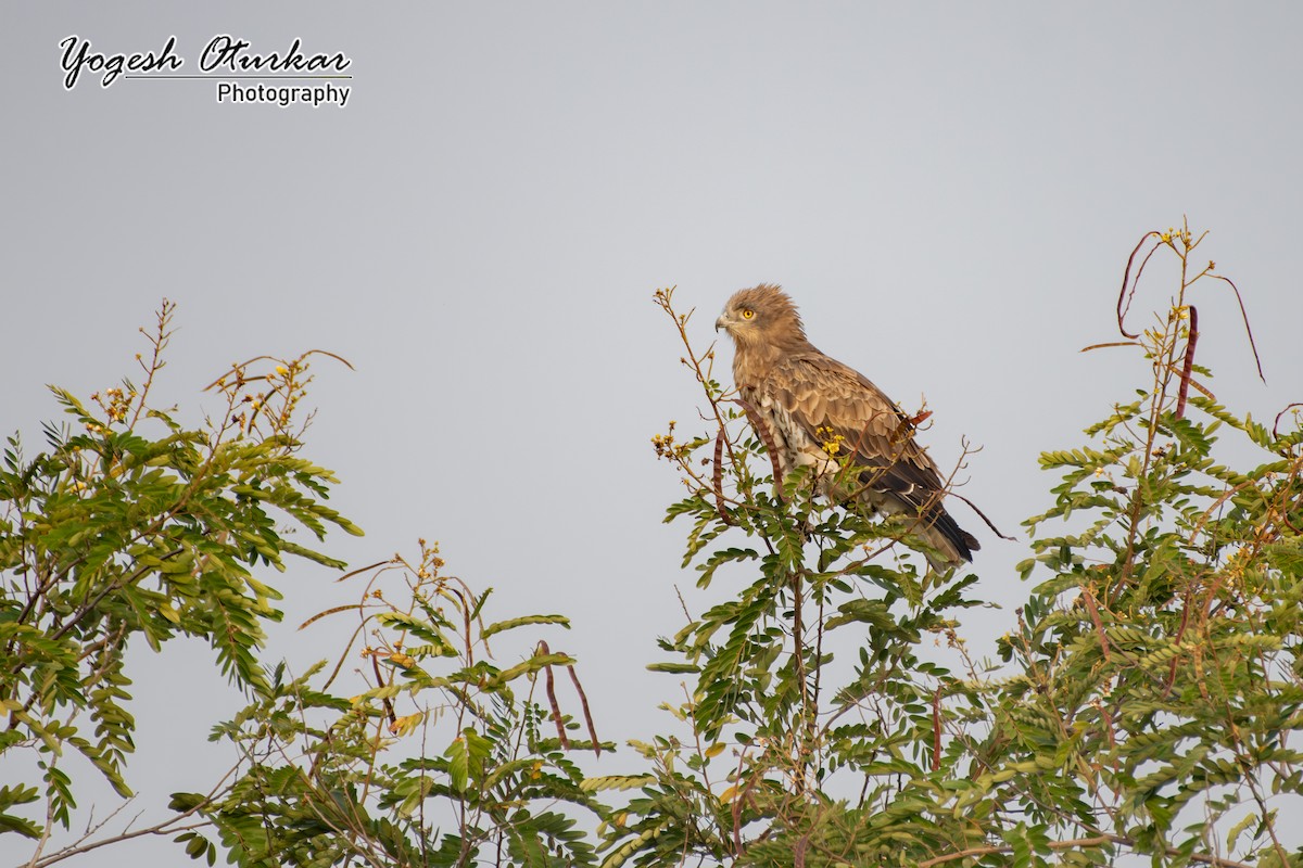 Culebrera Europea - ML645700723