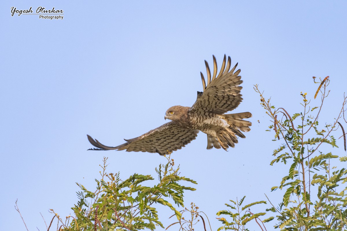 Culebrera Europea - ML645700724