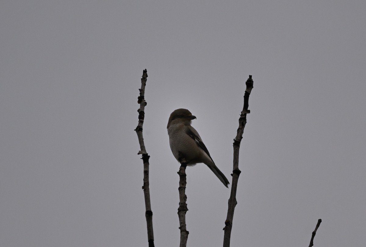Northern Shrike - ML645700726