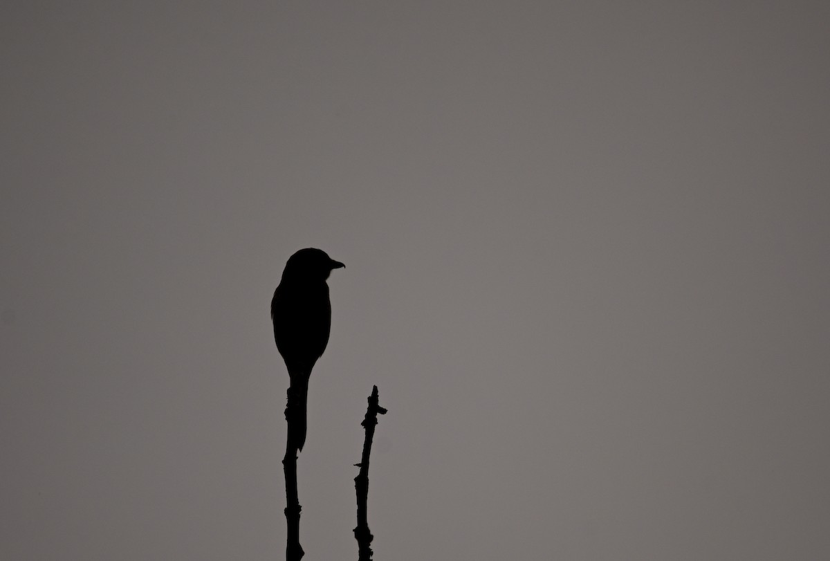 Alcaudón Boreal - ML645700727