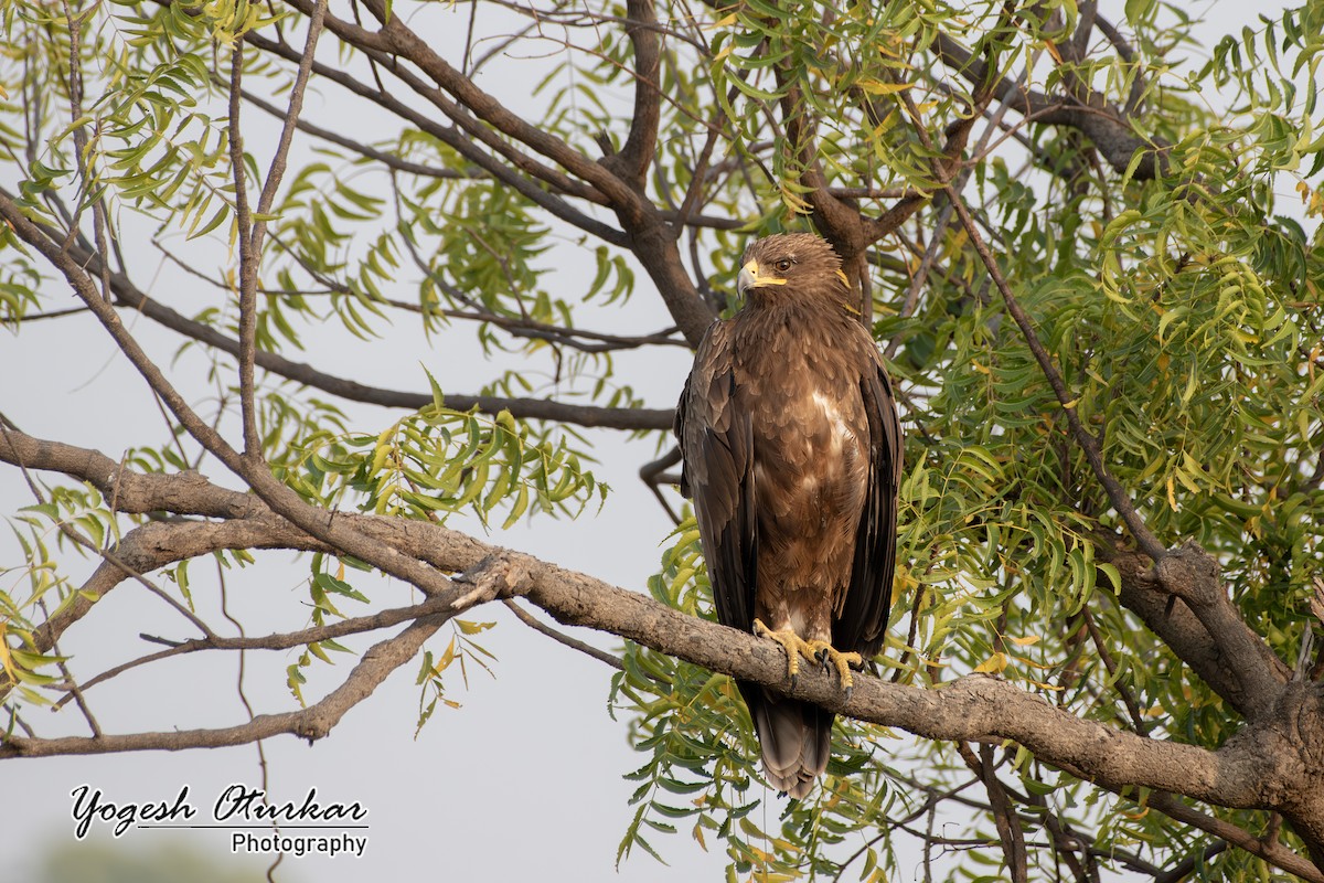 Águila Moteada - ML645700728
