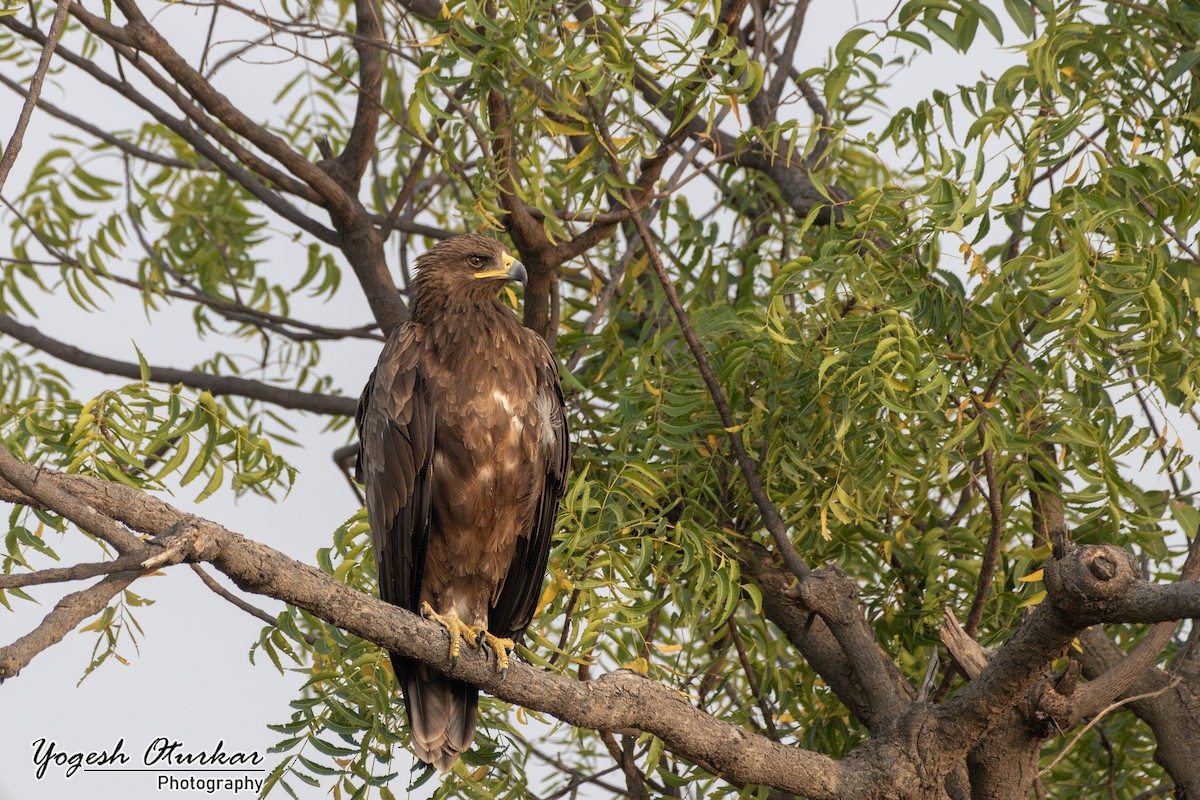 Águila Moteada - ML645700729