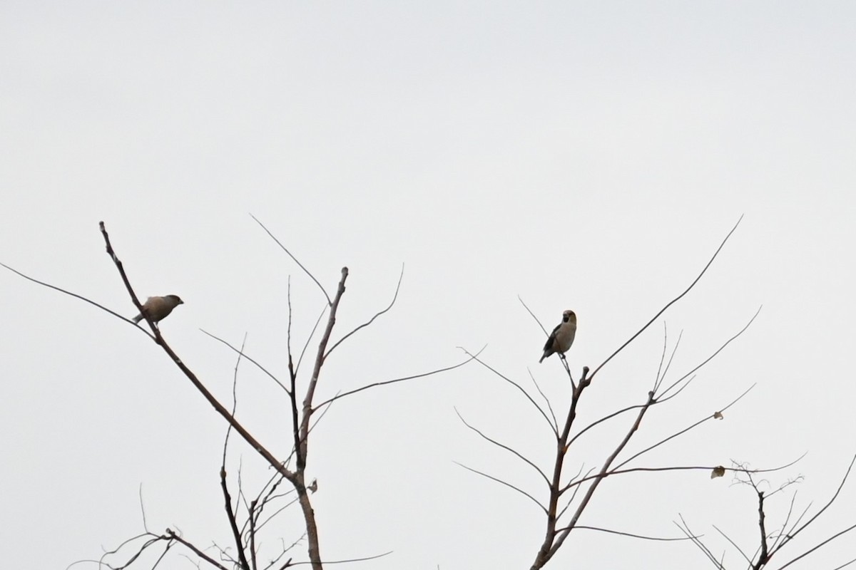 kjernebiter - ML645700730