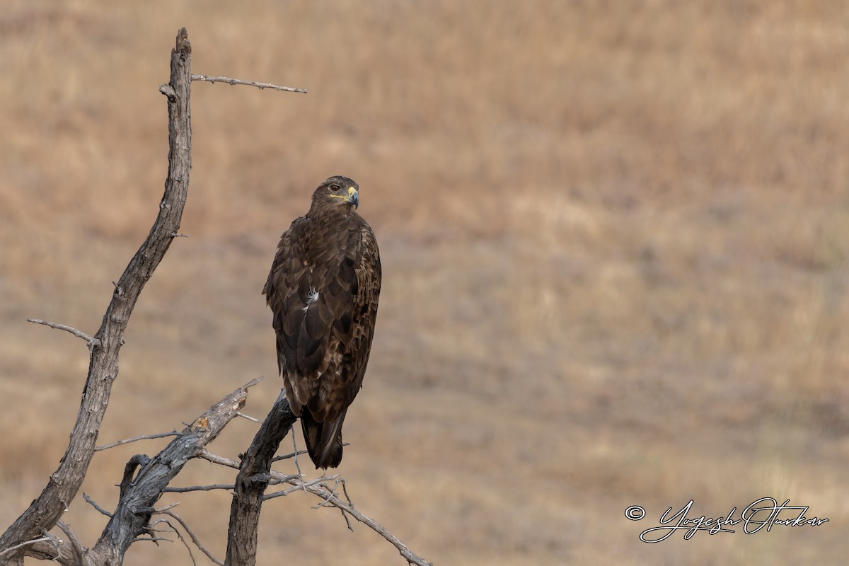 Águila Esteparia - ML645700733