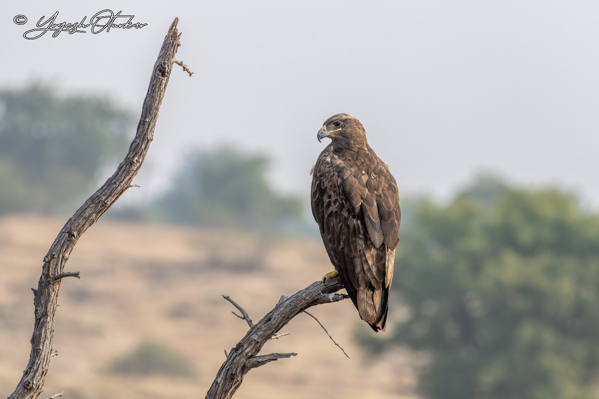 Águila Esteparia - ML645700734