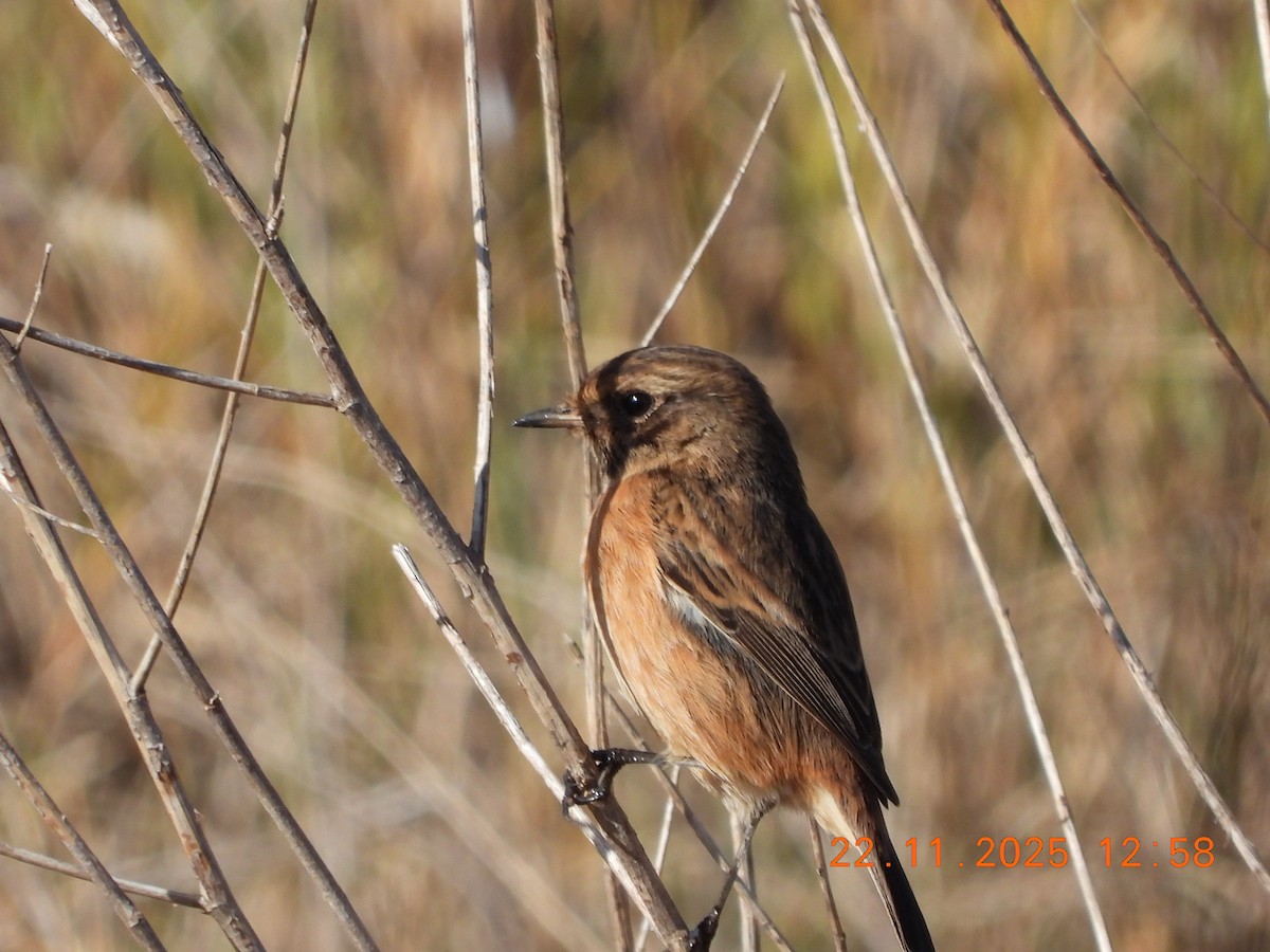 Tarabilla Europea - ML645700735