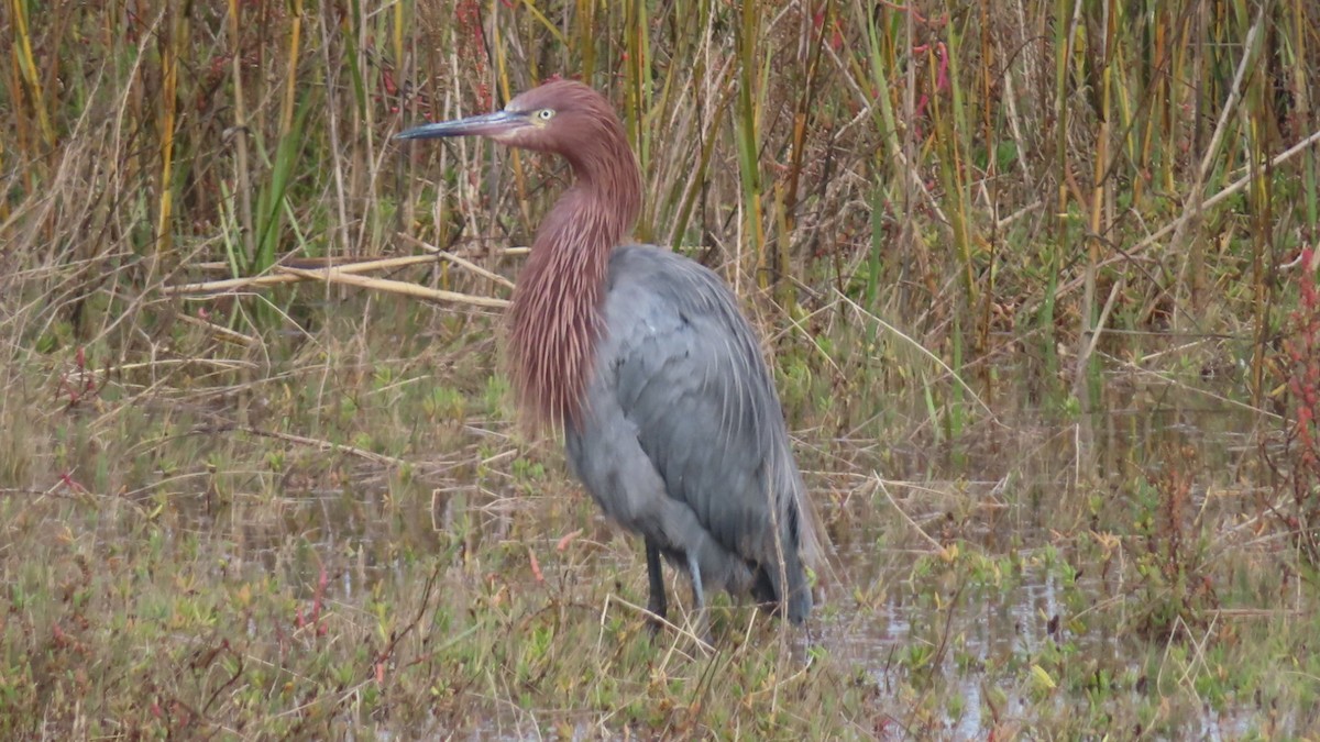 Garceta Rojiza - ML645700736