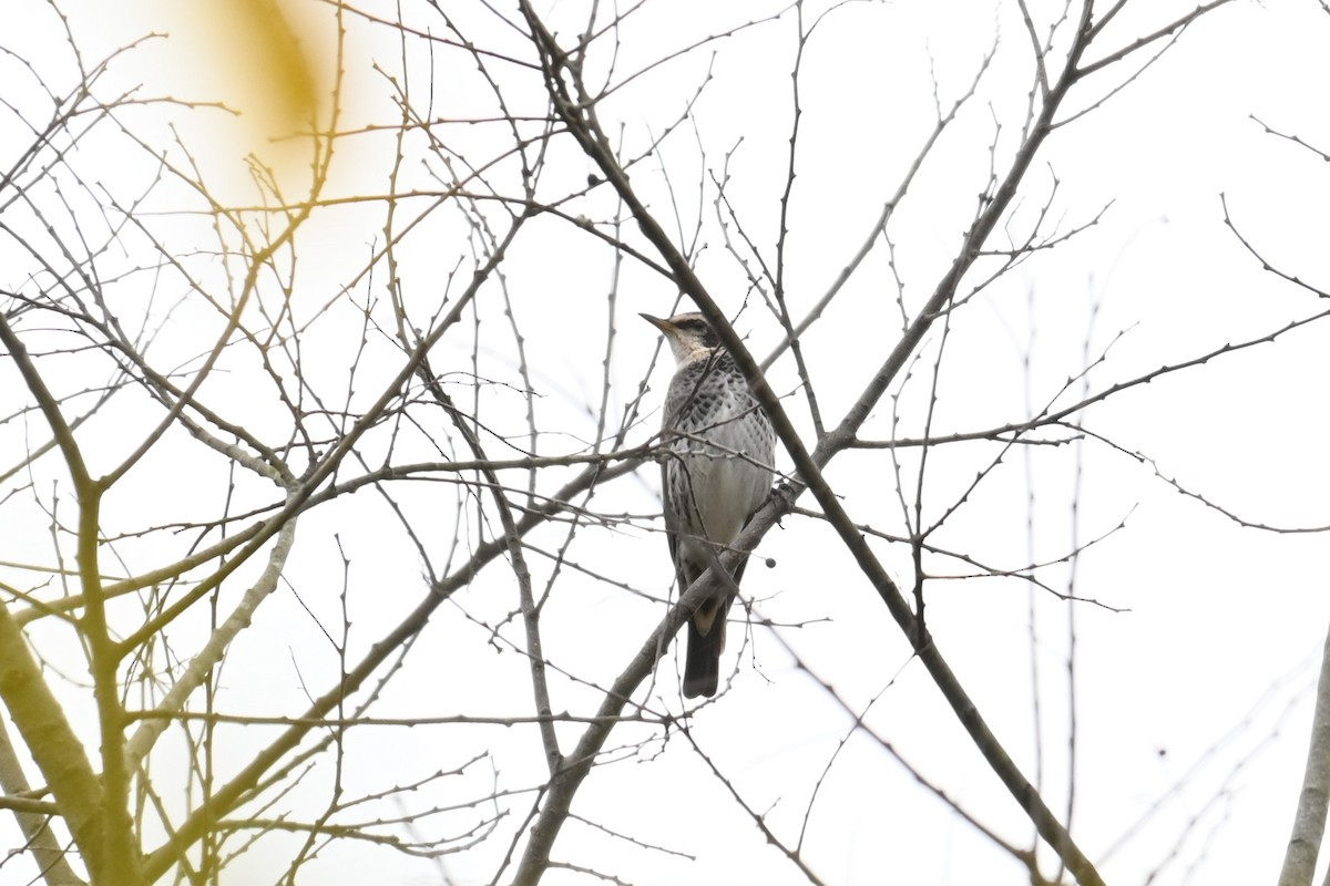 Zorzal Eunomo - ML645700740